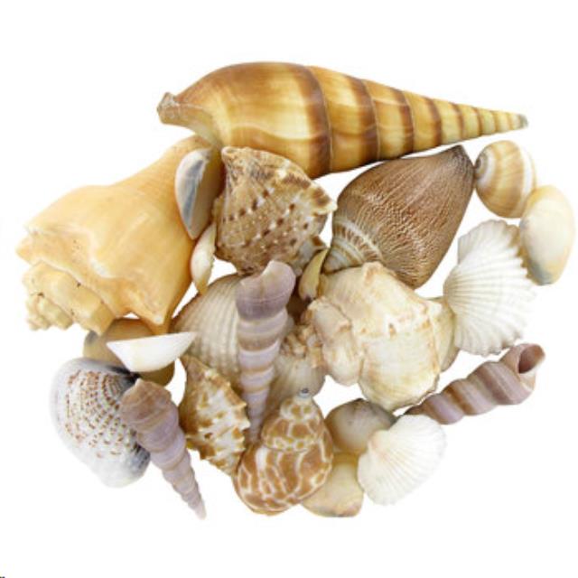 Rental store for Sea Shells, Assorted Sizes Colors in Santa Ana CA