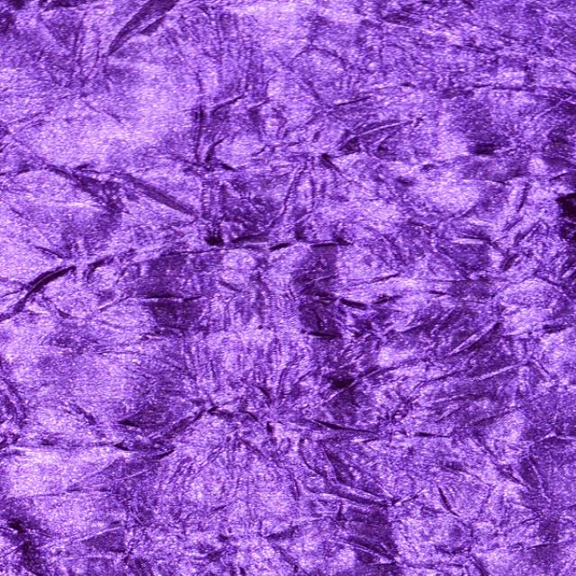 Rental store for Purple Crush Bichon in Santa Ana CA